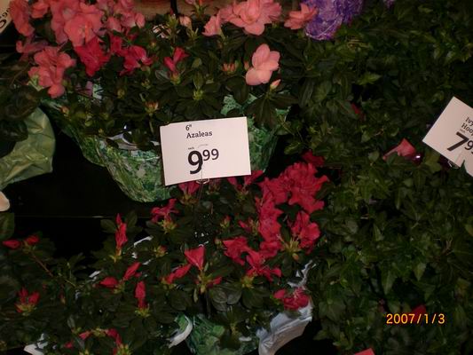 Resize of CIMG0490.JPG